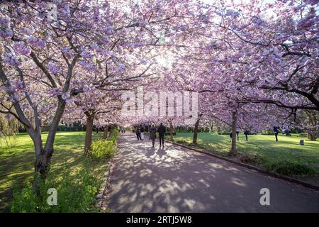 Copenhague, Danemark, 20 avril 2016 : personnes sur une allée de cerisiers en fleurs au cimetière de Bispebjerg Banque D'Images