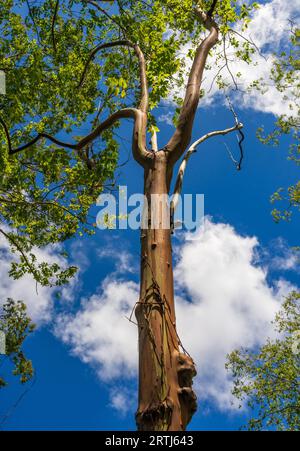 Motifs de troncs d'arbres et de branches avec l'écorce colorée des arbres eucalytpus arc-en-ciel dans l'arboretum de Keahua sur Kauai Banque D'Images