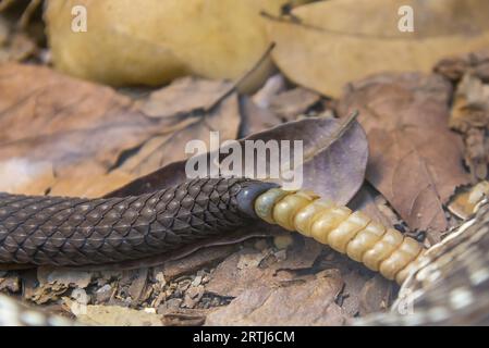 Vue rapprochée d'un crotale brésilien hochet queue détail (Crotalus viridis helleri durissus) Banque D'Images