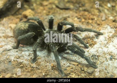 Noir brésilien tarantula (Grammostola pulchra) trouvés au Brésil et l'Uruguay Banque D'Images