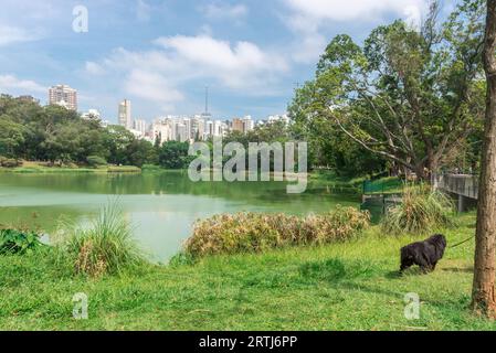 Sao Paulo, Brésil, octobre 15 2016 : l'homme et son chien profitent du parc d'Aclimacao. C'était le premier zoo de Sao Paulo et fondé par Carlos Botelho Banque D'Images