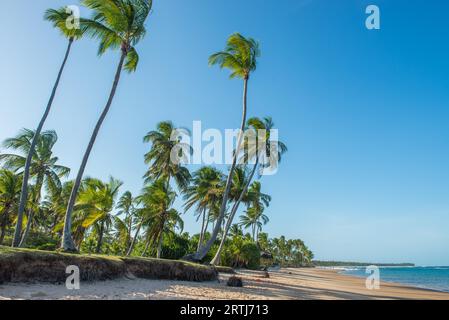 Barra Grande, Brésil, 8 décembre 2016 : spectaculaire et impressionnante plage paradisiaque à l'état d'Itacare Bahia Brésil Nord-est Banque D'Images