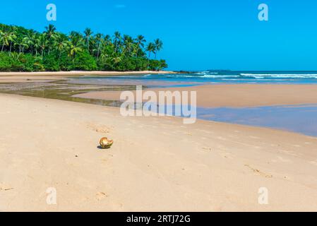 Noix de coco séché sur le sol de sable de plage Banque D'Images