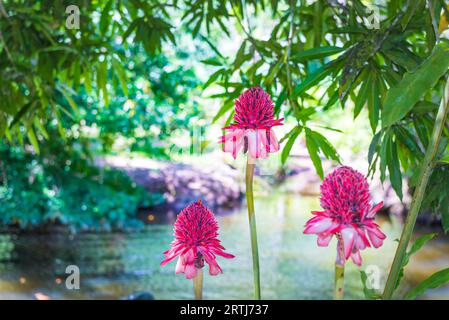 Etlingera rose fleur exotique dans la nature avec l'arrière-plan Banque D'Images