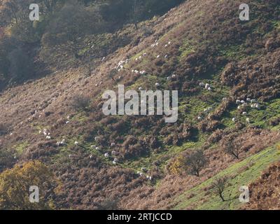 La vue depuis le sentier pédestre à Ashlet qui est une colline sur le côté est du long Mynd, Church Stretton, Shropshire, Angleterre. Banque D'Images