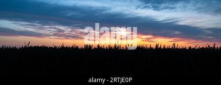 Panorama d'un coucher de soleil coloré sur la silhouette d'un champ de maïs. Banque D'Images