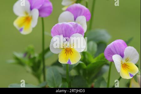 Fleurs violettes, blanches et jaunes de Viola Banque D'Images