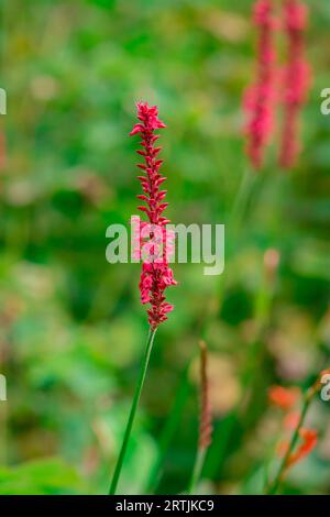 gros plan des fleurs dans le jardin d'automne Banque D'Images