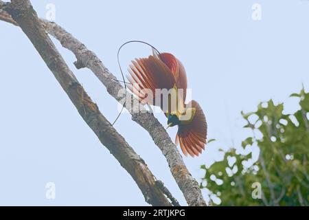 Oiseau rouge mâle du Paradis Raja Amapt Ouest Papouasie Indonésie Banque D'Images