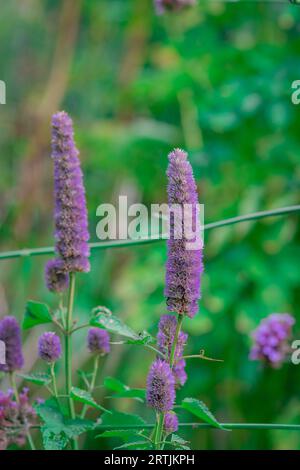 gros plan des fleurs dans le jardin d'automne Banque D'Images