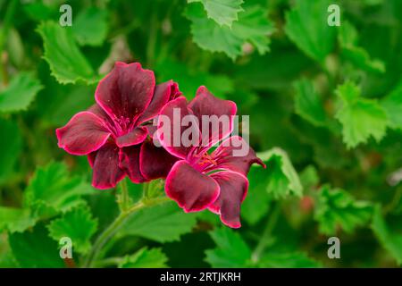 gros plan des fleurs dans le jardin d'automne Banque D'Images