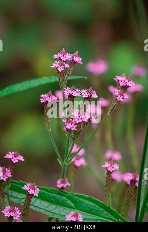 gros plan des fleurs dans le jardin d'automne Banque D'Images