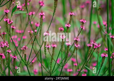 gros plan des fleurs dans le jardin d'automne Banque D'Images