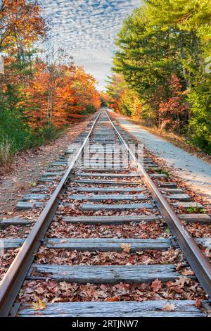 sur les voies ferrées voies ferrées regardant dans la distance avec des arbres d'automne Banque D'Images