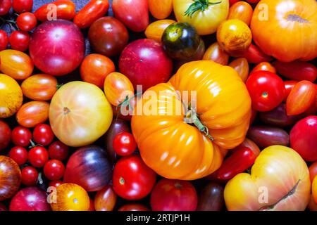 Tomates de différentes variétés et tailles sur un plateau en fer sur une table en bois. Banque D'Images