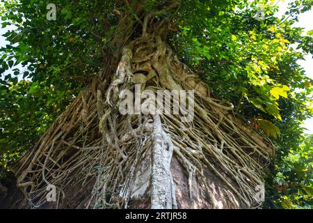 Kishorganj, Bangladesh : la maison ancestrale délabrée du célèbre cinéaste Oscar Satyajit Ray dans le village de Masua, dans l'upazila de Katiadi Banque D'Images