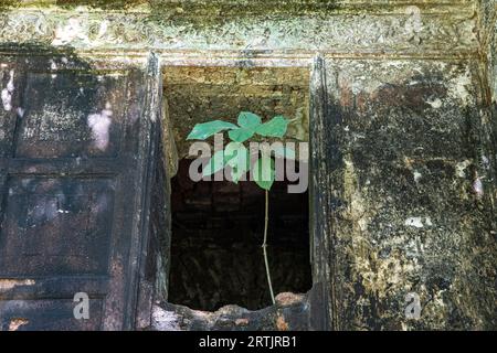 Kishorganj, Bangladesh : la maison ancestrale délabrée du célèbre cinéaste Oscar Satyajit Ray dans le village de Masua, dans l'upazila de Katiadi Banque D'Images