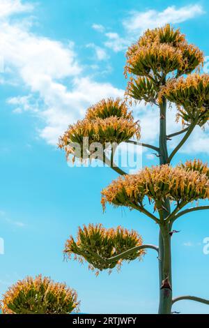 Plante d'agave florissante contre le ciel bleu avec des nuages blancs. Banque D'Images