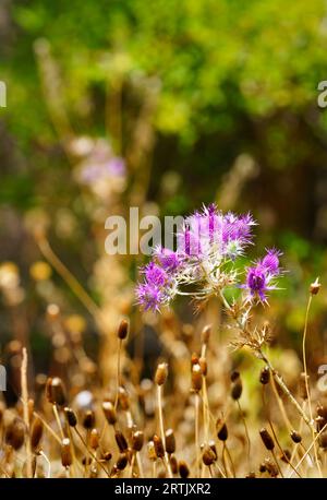 Une belle et voyante Eryngium leavenworthii violet entouré de têtes de graines de Coneflower sur une chaude et sèche après-midi de fin d'été à Benbrook, Texas Banque D'Images