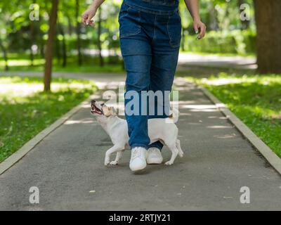 Jack Russell Terrier exécute une commande de serpent pour le propriétaire. Chien court entre les pattes femelles à l'extérieur. Banque D'Images