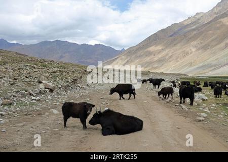 Troupeau de Yak paissant sur le col de Shandur dans le nord du Pakistan Banque D'Images