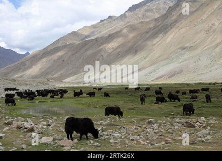 Troupeau de Yak paissant sur le col de Shandur dans le nord du Pakistan Banque D'Images
