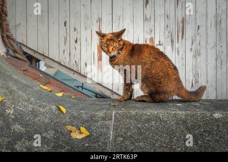 Chat Chausie rouge avec collier Banque D'Images