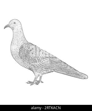 pigeon isolé sur blanc, gravure Vintage illustration vectorielle de style dessin Illustration de Vecteur