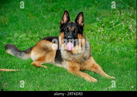 Animaux, berger allemand, de race pure, animaux, chien, chiens, beauté, chien de berger allemand, vieux berger allemand, berger allemand, cheveux longs Banque D'Images