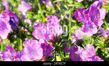 Fleurs de bugloss de vipère pourpre (Echium plantagineum) également connu sous le nom de malédiction de Paterson Banque D'Images