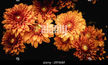 Une collection de mamans oranges de notre jardin sur fond noir. Beaucoup de sensations et de couleurs automnales Banque D'Images