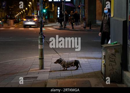 Photo d'un chien domestiqué, un teckel ; attendant son maître, assis à côté d'un lampadaire dans les rues de Belgrade, Serbie, la nuit. Banque D'Images
