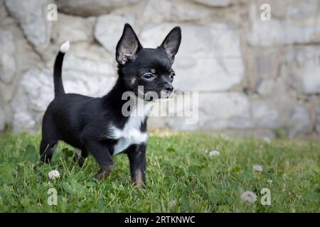 Chiot drôle Chihuahua pose sur une pelouse verte en été Banque D'Images