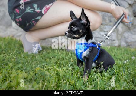 Chihuahua chiot dans un harnais bleu sur l'herbe verte Banque D'Images