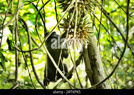 Un juvénile de macaque à crête (Macaca nigra) cueille des fruits de liane pendant l'activité de recherche de nourriture dans la forêt de Tangkoko, Sulawesi du Nord, Indonésie. Le changement climatique et les maladies sont des menaces émergentes pour les primates, tandis que le macaque à crête appartient aux 10% des espèces de primates qui sont très vulnérables aux sécheresses. Un rapport récent a révélé que la température augmente effectivement dans la forêt de Tangkoko, et que l'abondance globale des fruits a diminué. Macaca nigra est considérée comme une espèce clé dans leur habitat, une importante «espèce parapluie» pour la conservation de la biodiversité. Banque D'Images