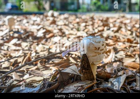 Vue rapprochée au niveau du sol d'un champignon émergeant de la surface du sol recouverte de feuilles à la fin de l'été à la Nouvelle-Orléans, Louisiane, USA Banque D'Images