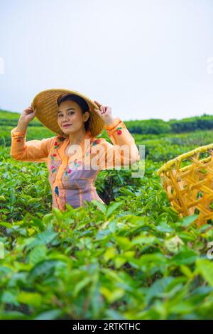 Une femme javanaise s'occupe de son jardin de thé quand elle porte une robe orange le matin Banque D'Images