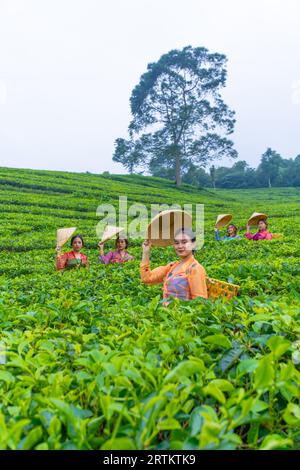 un groupe de cueilleurs de thé debout au milieu d'un jardin de thé au travail pendant la journée Banque D'Images