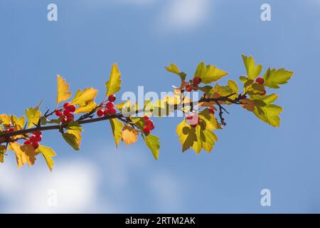 Branche d'aubépine avec des baies mûres contre le ciel bleu Banque D'Images