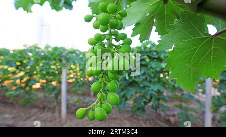 Raisins immatures dans un vignoble, Chine du Nord Banque D'Images