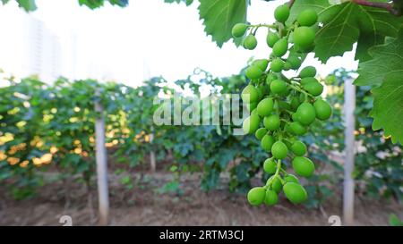 Raisins immatures dans un vignoble, Chine du Nord Banque D'Images