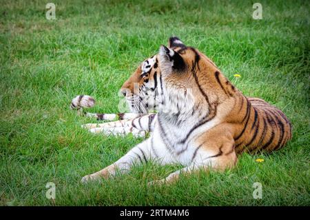 Un tigre majestueux couché sur une prairie verdoyante Banque D'Images