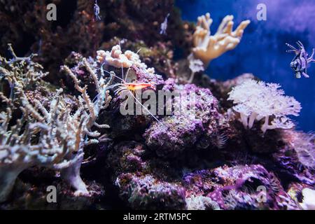 crevettes dans l'aquarium aquatique monde animaux marins Banque D'Images