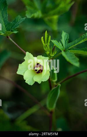 La fleur d'okra Abelmoschus esculentus, connue dans certains pays anglophones sous le nom de doigts de dame, est une plante à fleurs de la famille des mauves. Coccinelles Banque D'Images