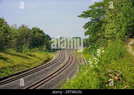 voie ferrée à 2 voies avec vues à gauche et à droite de la forêt dense pendant la journée Banque D'Images