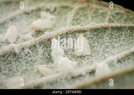 plaques de minuscules trialeurodes vaporariorum sur la feuille Banque D'Images