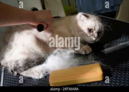 un chat visite une toiletteuse, une toiletteuse brossant un chat Banque D'Images