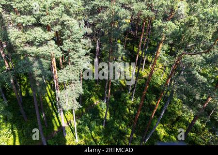 Forêt de pins vue d'en haut. Couronnes d'arbres baignées de soleil. Photo prise à midi par une journée ensoleillée Banque D'Images