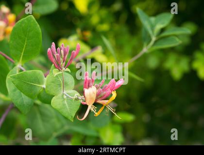 Fleurs de chèvrefeuille Lonicera Caprifolium. Arrière-plan naturel Banque D'Images