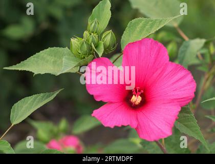 Fleur d'hibiscus rouge sur fond vert 9 Banque D'Images